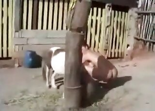 Kinky brunette takes a dick of a pony inside her mouth outdoors