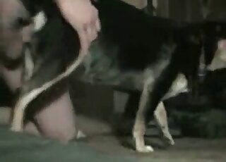 Awesome guy with a hard member is fucking this dog in missionary