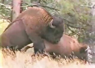 Bison-like animals slip away to enjoy some passionate fucking