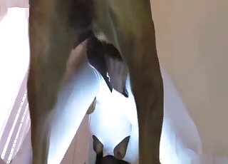 Ebony lady in a white bodysuit is getting fucked by a brown beast