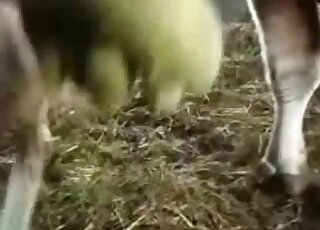 Hot bestiality scene with lots of passionate teasing and hot zoom-ins