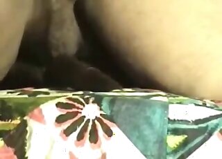 Dude with a big ass is showing how to fuck dogs in missionary