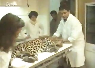 Male cheetah is going to get fucked by a dildo with true passion