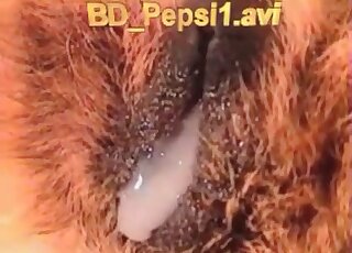Sexy brown dog licks that penis in POV and then gets creampied