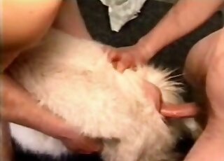 Group zoophilia scene showing a guy's hairy cock fucking goat pussy