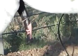 Hot white stallion's giant cock is being showcased in a hot video