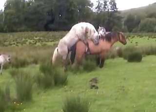 White horse using its dick to fuck this mare's pussy violently