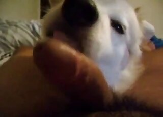 Dude's cock is being licked thoroughly by a nice-looking creature