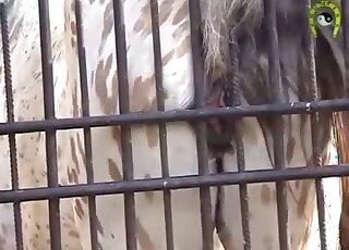 Closeup showcase of a gorgeous horse pussy is featured right here