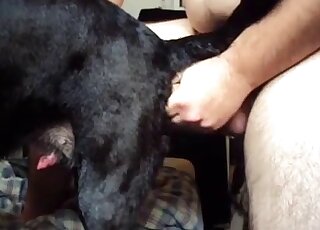 Sexy black dog is getting fucked by a pale zoophile with a nice peen