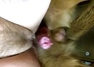 Great fuck movie with a trimmed pussy lady that wants dog sex