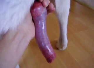 White dog's red cock is going to get jerked with passion right here