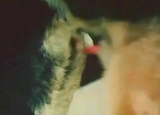 Animal fucking scene showing two beasts fucking each other hard