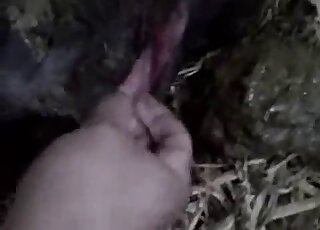 Zoophile dude is happy to give an animal a nice handjob in a POV video