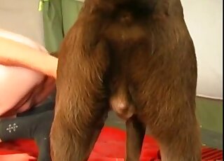 Dude kneeling before his dog to make it lick his meaty penis on a bed