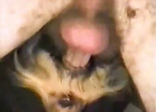 Hairy guy with a hard johnson is enjoying hardcore closeup dog sex