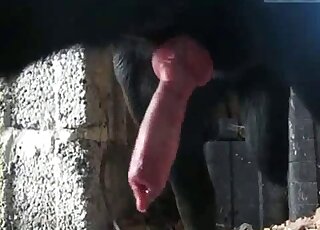 Dog's red penis continues to grow harder and harder in free XXX vid