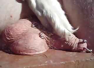 Guy asks his sexy white dog to step on his tortured cock and balls