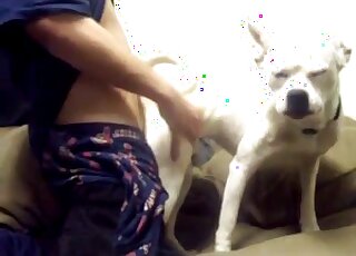 Guy fucks dog from behind and this white animal is moaning too