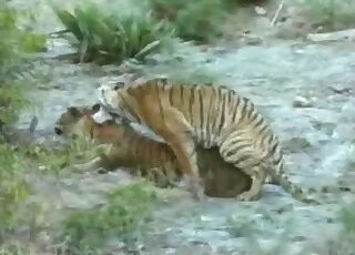 Tigers fucking in a passionate porn movie with intense gape and more