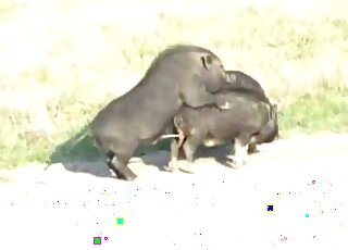 Sexy animals are enjoying each other's genitals in an outdoor vid