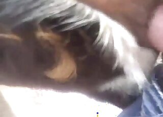 Dog lover's cock is being inserted into a greedy dog fuckhole here