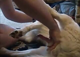 Sexy white dog is fully prepared to get fingered by a male zoophile