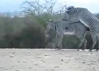 Two zebras find a secluded spot and enjoy passionate fucking here