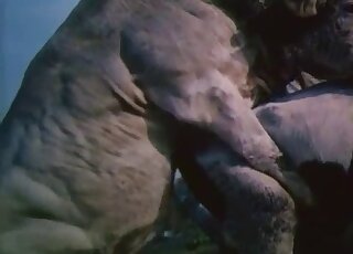 Different animals consumed by the same lust in free online pornos