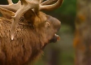 Deer fucking movie with sexy leggy animals banging with passion