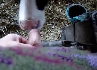 Black animal lets this dude fuck its pretty face in a very hot video