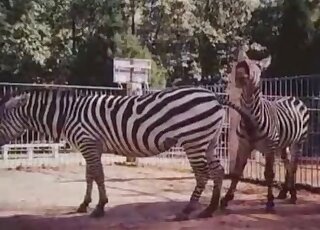 Educational sex video showing two Zebras in heat during intercourse