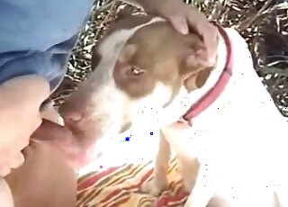 Amateur man tries to seduce his dog into having sex