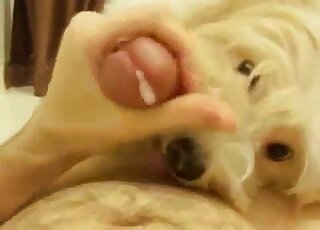 POV Maltese dog is offered master's huge cock for licking