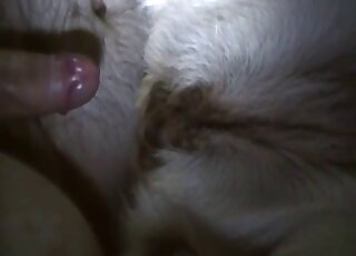 Female dog lies docile while getting nailed by his master