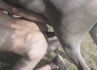 Endowed horse mounts kneeling guy in doggy position