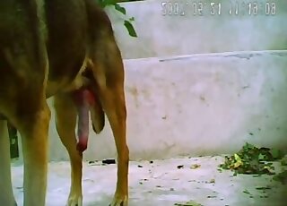 Insatiable dog provides kneeling man with quick anal pounding