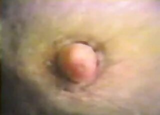 Two Raccoons in heat are caught having hardcore doggy style sex