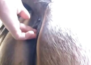 Horse butt is oiled up for anal fingering from a human