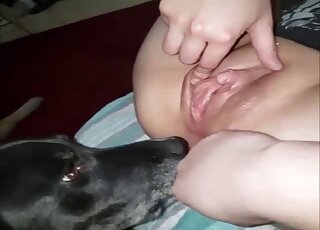 Cute black dog provides mistress with pussy and ass licking