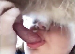 Chubby amateur girl tries sucking dog dick for the first time