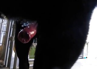 Fully erect dog shaft is squirting warm cum - Amateur zoo porn