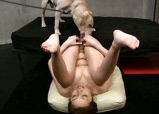 Black & white Labradors are orally going over a moaning Japanese lady