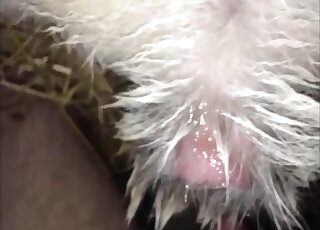 Close-up on a hairy animal's privates while it's pounding a human