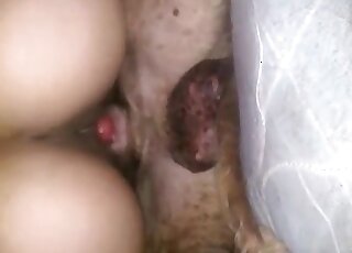 Lazy dog lets horny chick ride him cowgirl style until orgasm