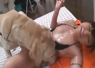 Sweet Asian babe enjoys getting licked by randy Labrador duo