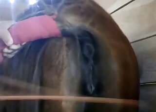 Horse pussy of a brown mare is getting fingered by a true zoophile