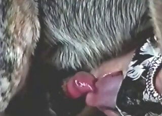 Dark-haired lady in a sexy mask is happy to suck dog dicks on camera