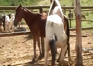 Horse inserting its oversized penis into another horse's wet pussy