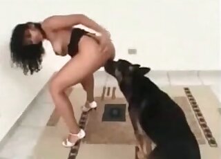 Shepherd dog is about to start fucking its owner at home
